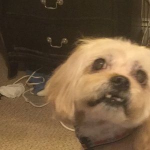 Meet your Posher, Jacqueline